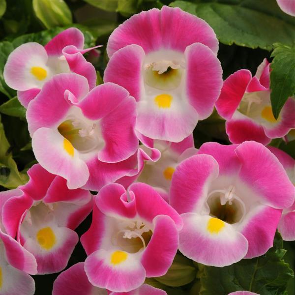 Kauai™ Rose Torenia - Bloom