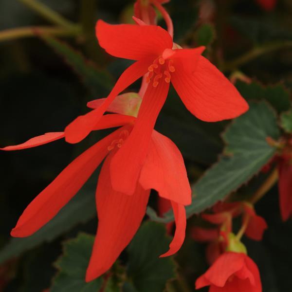 Mistral® Orange Begonia - Bloom