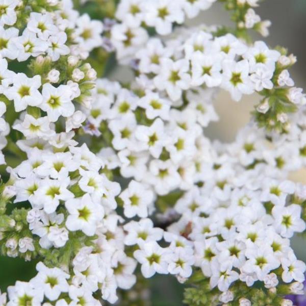 Marino™ White Heliotrope - Bloom