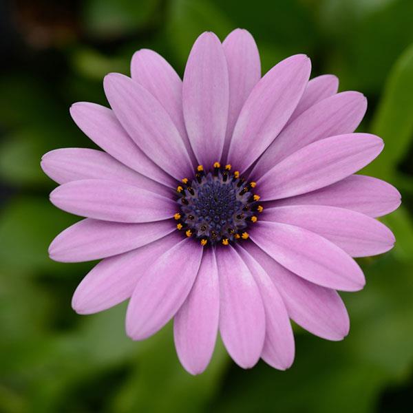 Daisy Falls™ Pink Osteospermum - Bloom