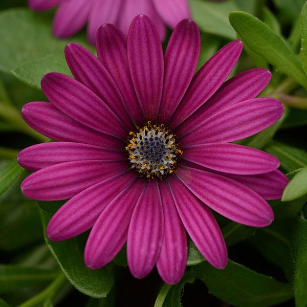 Daisy Falls™ Purple Osteospermum - Bloom
