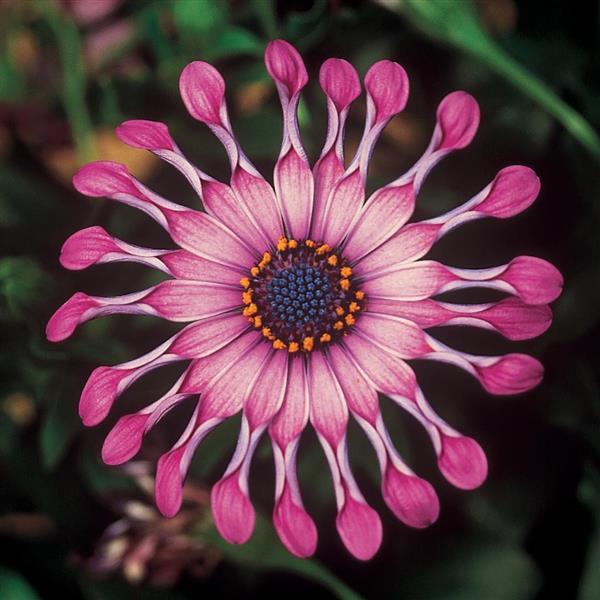 FlowerPower™ Spider Pink Osteospermum - Bloom