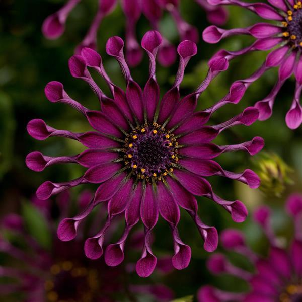 FlowerPower™ Spider Purple Osteospermum - Bloom