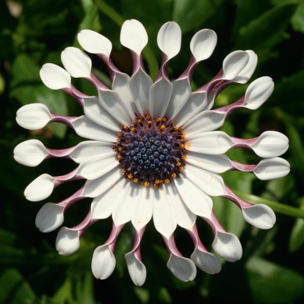 FlowerPower™ Spider White Osteospermum - Bloom
