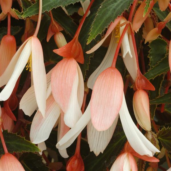 Million Kisses® Elegance Begonia Vegetative - Bloom