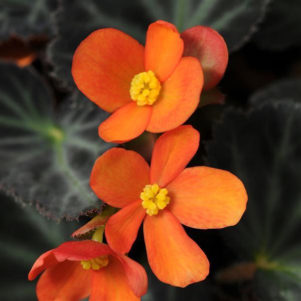 Sparks Will Fly Begonia Vegetative - Bloom