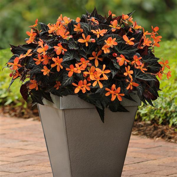 Sparks Will Fly Begonia Vegetative - Container