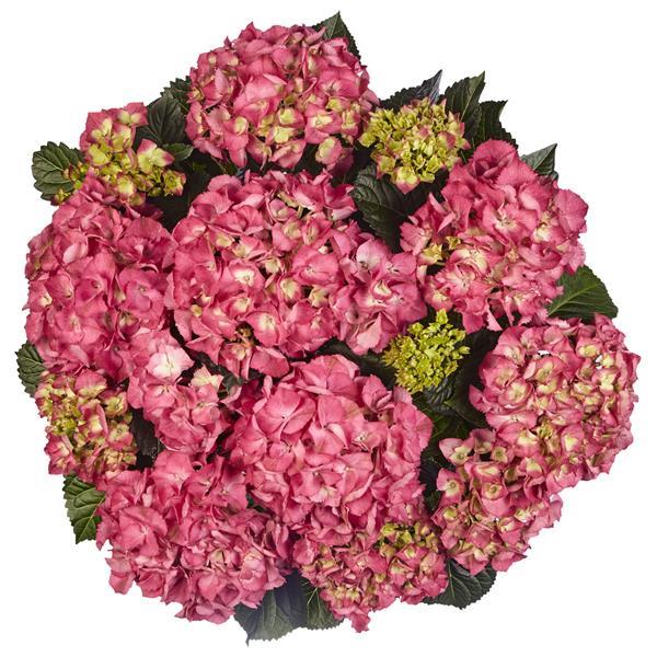 Baladia Pink Hydrangea macrophylla - Bloom