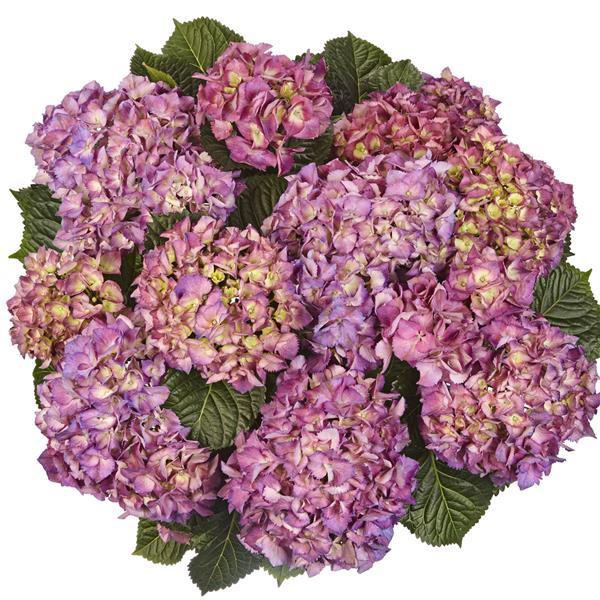 Baladia Purple Hydrangea macrophylla - Bloom