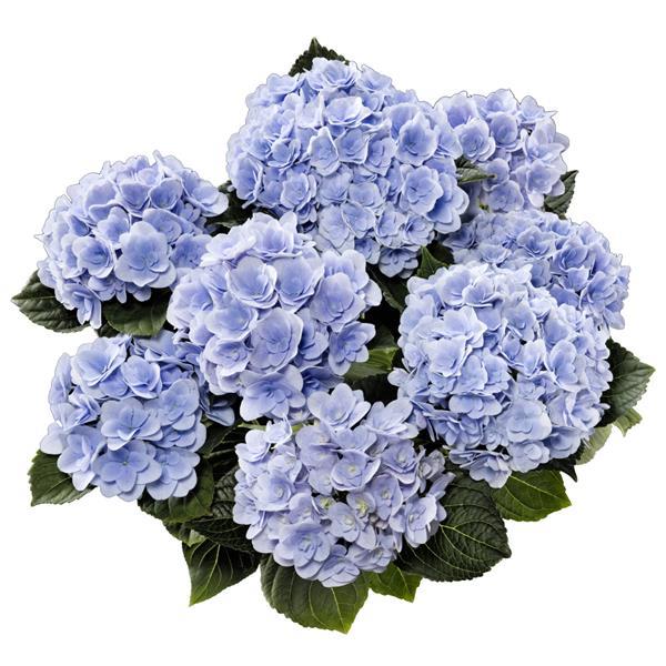 Double Florentina Blue Hydrangea macrophylla - Bloom