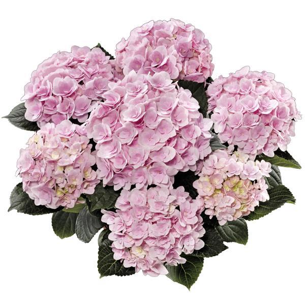 Double Florentina Pink Hydrangea macrophylla - Bloom