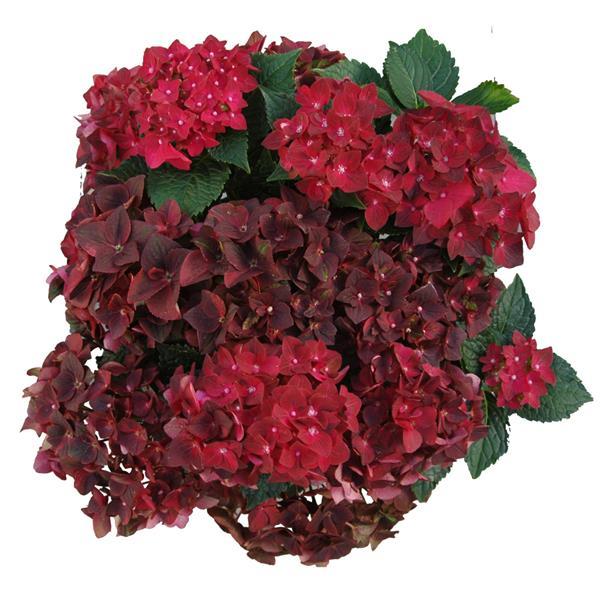 Ruby Tuesday Hydrangea macrophylla - Bloom