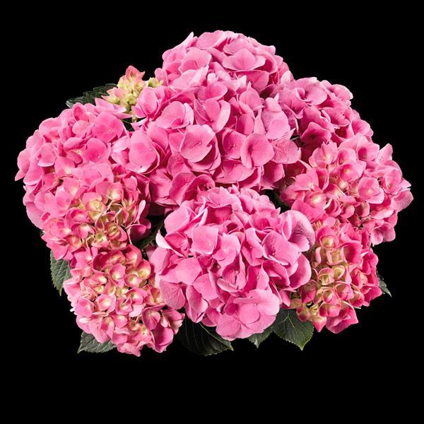 Sarena Pink Hydrangea macrophylla - Bloom