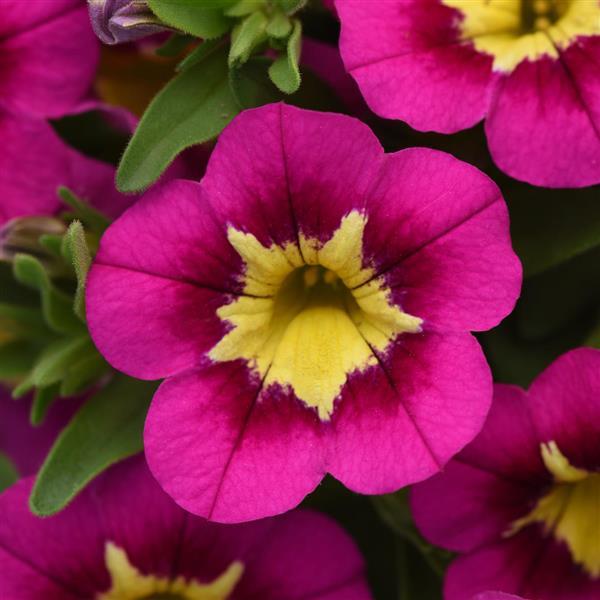 Bumble Bee™ Hot Pink Calibrachoa - Bloom