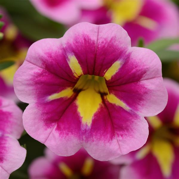 Bumble Bee™ Pink Calibrachoa - Bloom