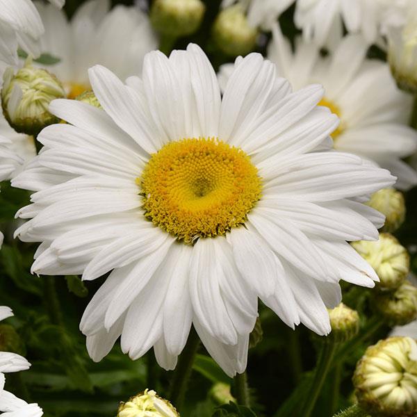 Leucanthemum x superbum White Magic - Bloom