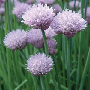 Chives Onion - Bloom