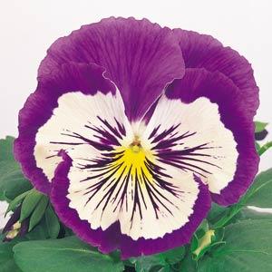 Whiskers Purple White Pansy - Bloom