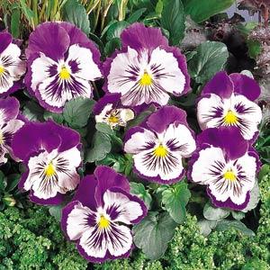 Whiskers Purple White Pansy - Garden