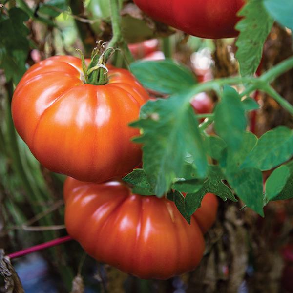 Madame Marmande Tomato - Garden