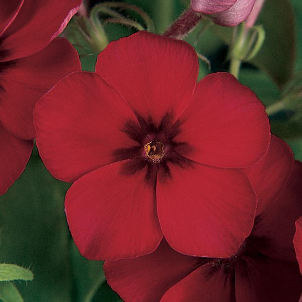 21st Century Crimson Phlox - Bloom