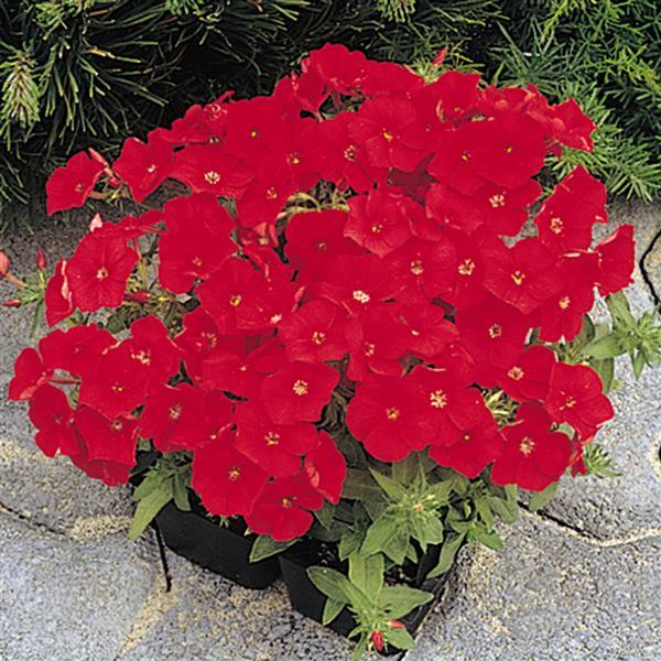 21st Century Scarlet Phlox - Container