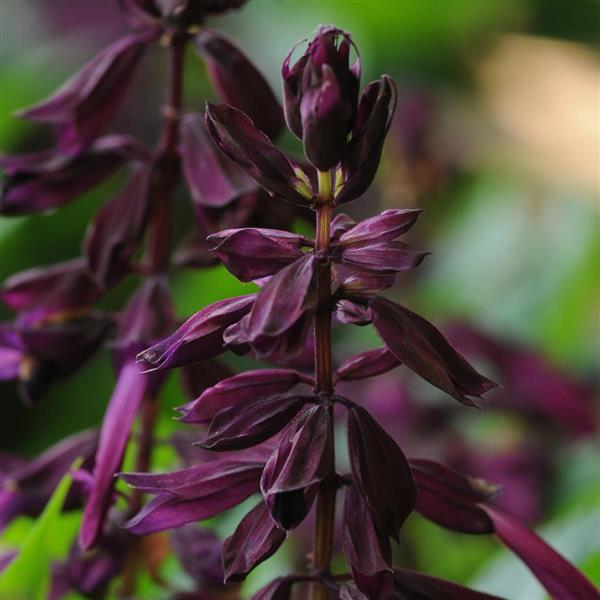 Lighthouse Purple Salvia - Bloom