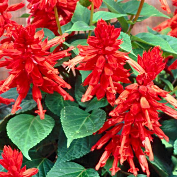 Lighthouse Red Salvia - Bloom