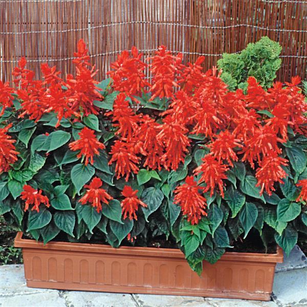 Lighthouse Red Salvia - Container