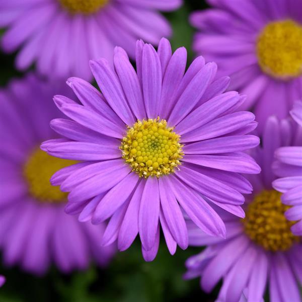 Fresco™ Purple Brachyscome - Bloom