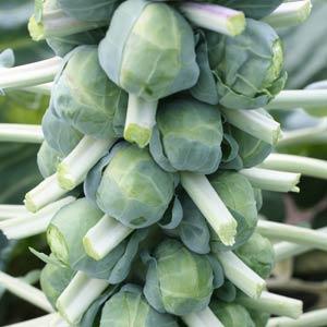 Franklin Brussels Sprouts - Bloom