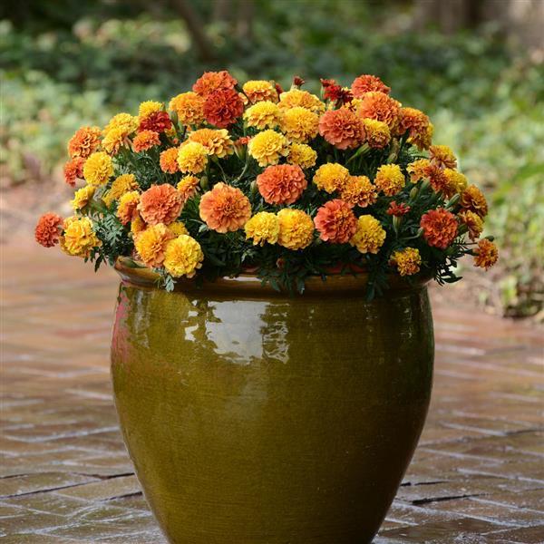 Strawberry Blonde French Marigold - Container