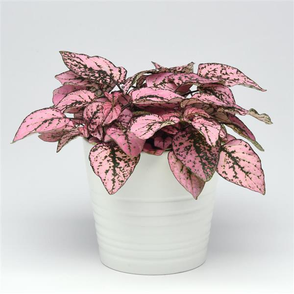 Splash Select™ Pink Hypoestes - Container