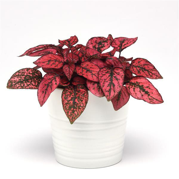 Splash Select™ Red Hypoestes - Container