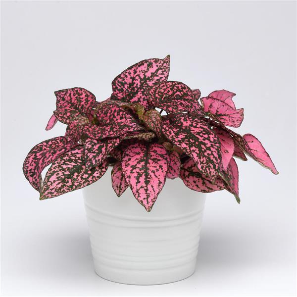 Splash Select™ Rose Hypoestes - Container