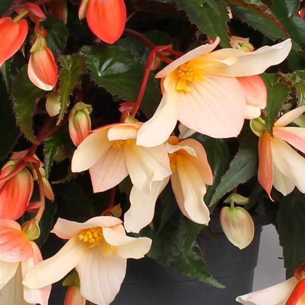 Rivulet® Blush Begonia Boliviensis - Bloom