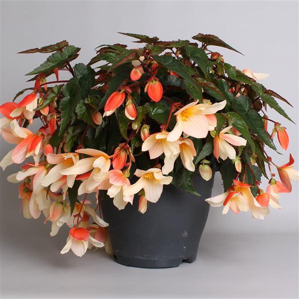 Rivulet® Blush Begonia Boliviensis - Container
