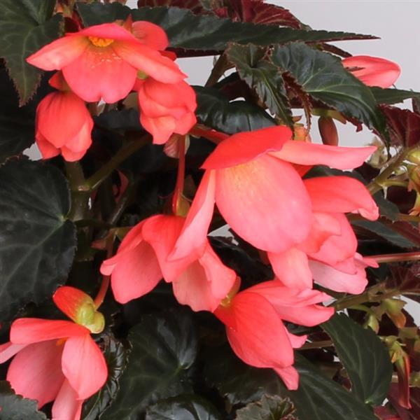 Rivulet® Pink Begonia Boliviensis - Bloom