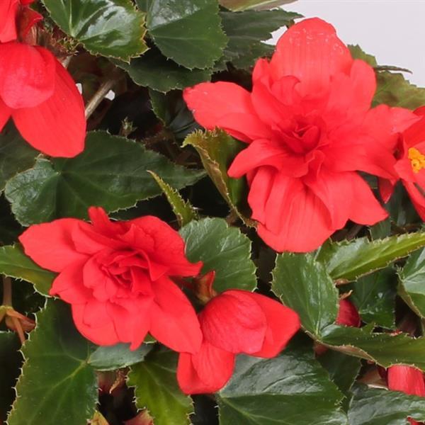 Rivulet® Double Red Begonia Boliviensis - Bloom