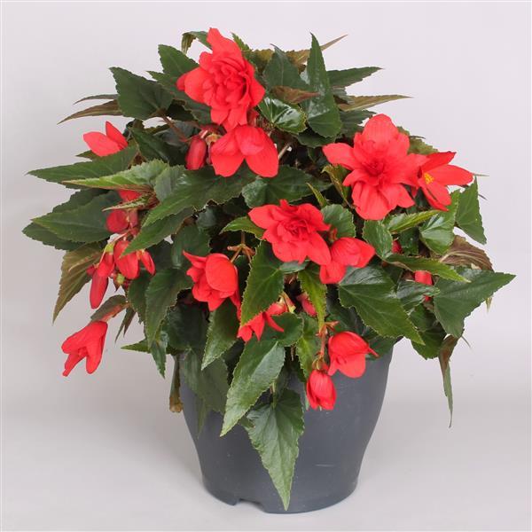 Rivulet® Double Red Begonia Boliviensis - Container