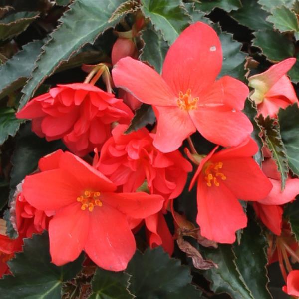 Rivulet® Deep Rose Begonia Boliviensis - Bloom