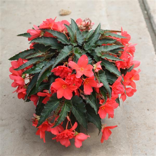 Rivulet® Deep Rose Begonia Boliviensis - Container