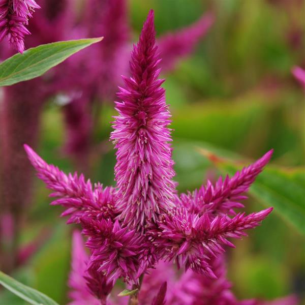 Celway™ Purple Celosia - Bloom