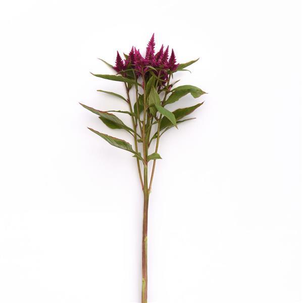 Celway™ Purple Celosia - Single Stem, White Background