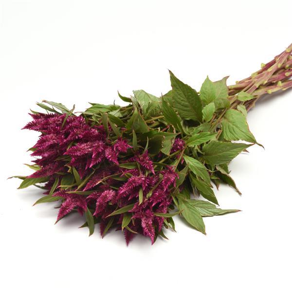 Celway™ Purple Celosia - Grower Bunch