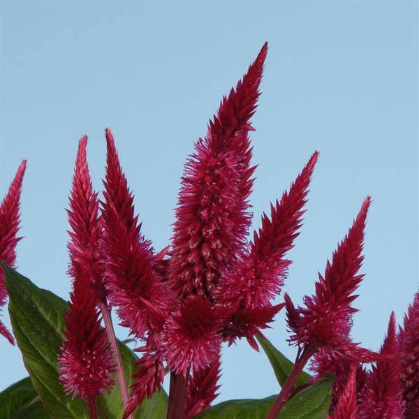 Celway™ Red Celosia - Bloom