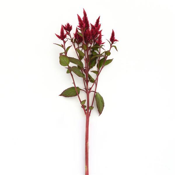Celway™ Red Celosia - Single Stem, White Background