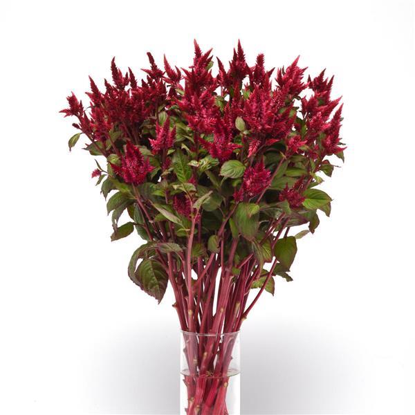 Celway™ Red Celosia - Mono Vase, White Background
