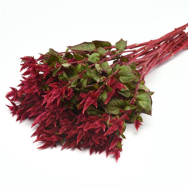 Celway™ Red Celosia - Grower Bunch