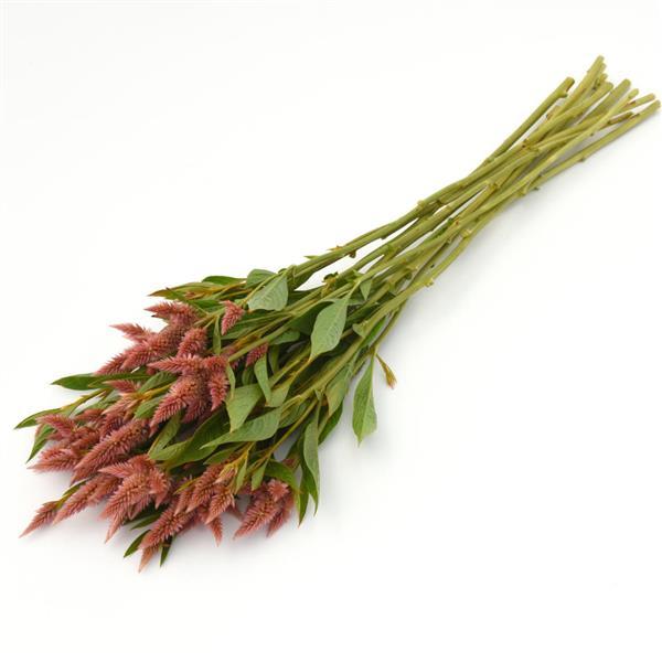 Celway™ Salmon Celosia - Grower Bunch